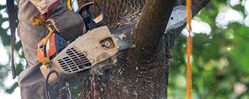 Best Firewood Processing and Delivery  in Mustang Ridge, TX