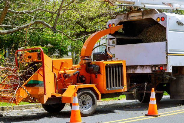 How Our Tree Care Process Works  in  Mustang Ridge, TX